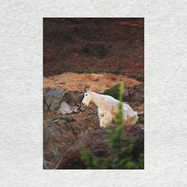 Majestic Mountain Goat by Oregon Art Shop